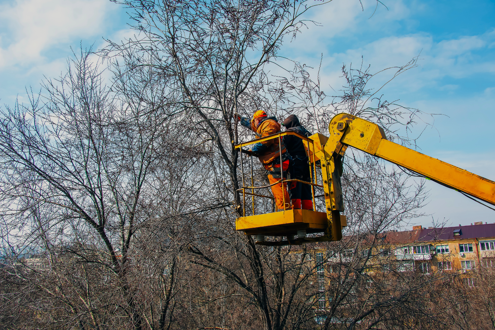 AA Tree Service crew pruning a large oak tree in Massachusetts during the dormant season