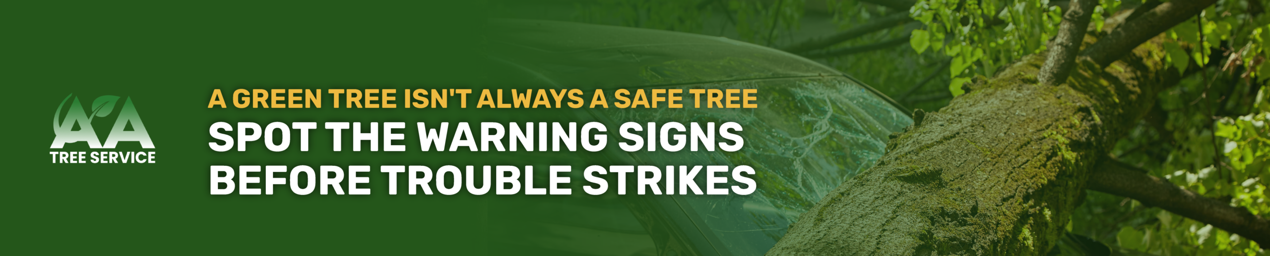 Identify Hidden Tree Hazards Before They Become Serious Problems - AA Tree Service